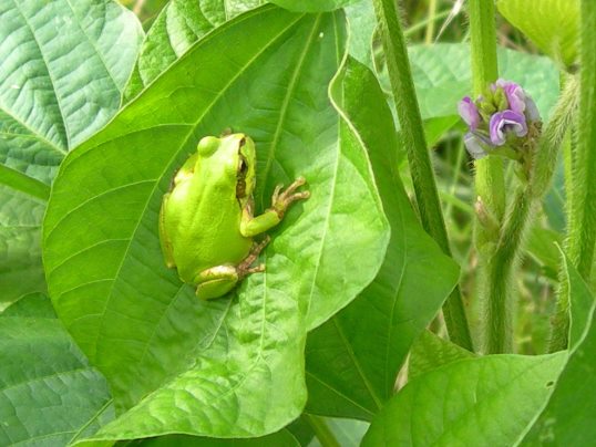 f:id:ushidama:20170825155200j:plain f:id:ushidama:20170825155200j:plain