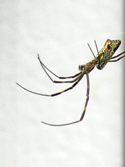 f:id:ushidama:20170825155829j:plain f:id:ushidama:20170825155829j:plain