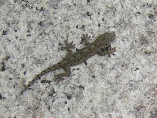 f:id:ushidama:20170825160557j:plain f:id:ushidama:20170825160557j:plain