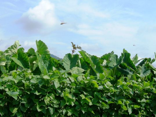 f:id:ushidama:20170825161148j:plain f:id:ushidama:20170825161148j:plain