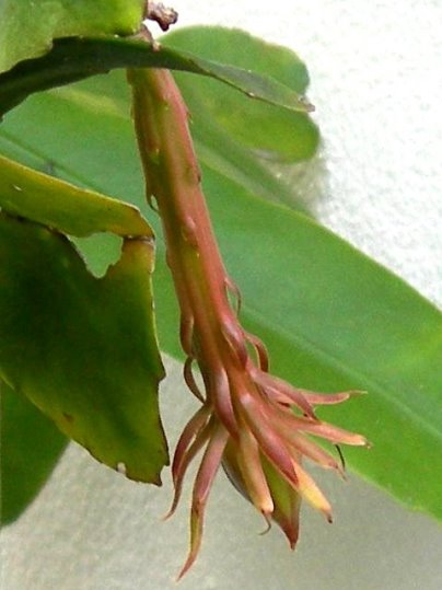 f:id:ushidama:20170828073654j:plain