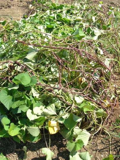 f:id:ushidama:20170914135725j:plain f:id:ushidama:20170914135725j:plain