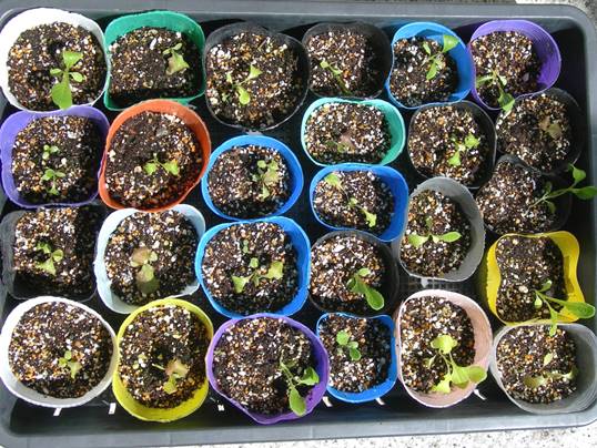 f:id:ushidama:20170927161749j:plain f:id:ushidama:20170927161749j:plain