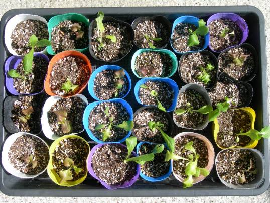 f:id:ushidama:20170927162001j:plain f:id:ushidama:20170927162001j:plain