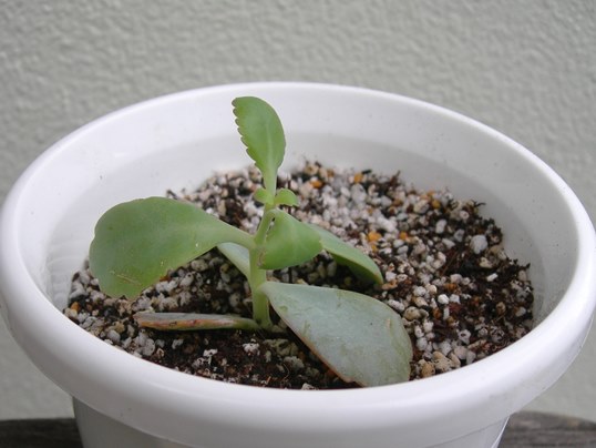 f:id:ushidama:20170928205240j:plain f:id:ushidama:20170928205240j:plain