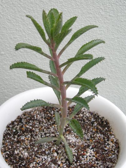 f:id:ushidama:20170928205452j:plain f:id:ushidama:20170928205452j:plain