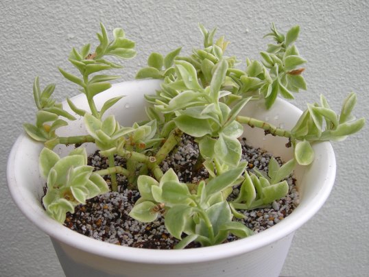 f:id:ushidama:20170928211037j:plain f:id:ushidama:20170928211037j:plain