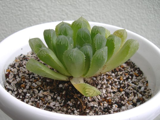 ハオルチア Ushidama Farm