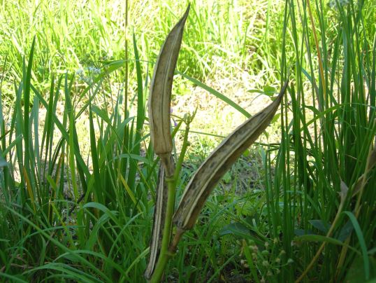 f:id:ushidama:20171104134422j:plain