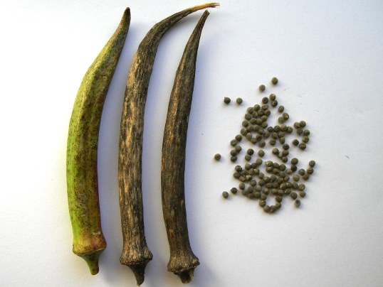 f:id:ushidama:20171104135911j:plain