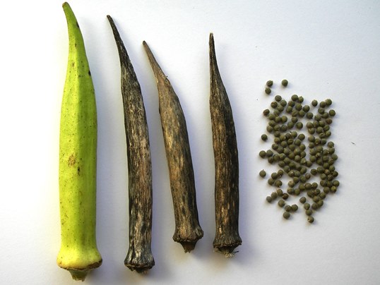 f:id:ushidama:20171104135942j:plain