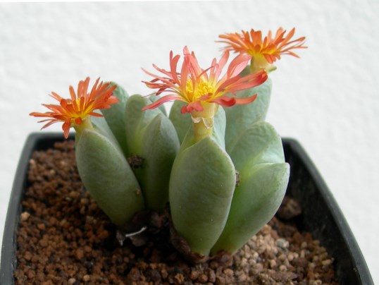 多肉植物 コノフィツム ブロウマン オレンジ花 【楽天市場】楽園 2頭