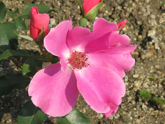f:id:ushidama:20180506065801j:plain