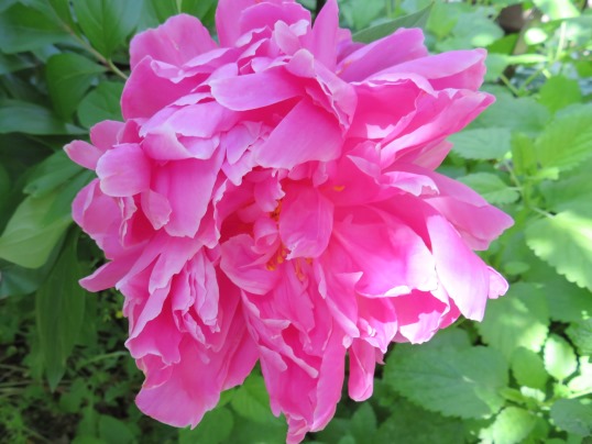 f:id:ushidama:20180512053940j:plain