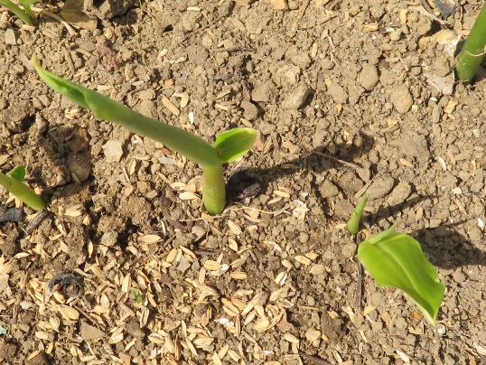 f:id:ushidama:20180513075647j:plain