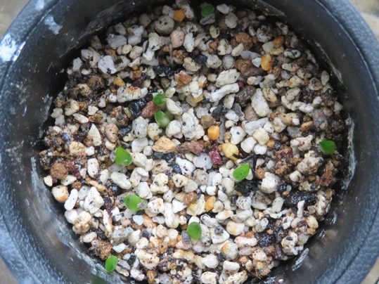 f:id:ushidama:20180517052823j:plain f:id:ushidama:20180517052823j:plain