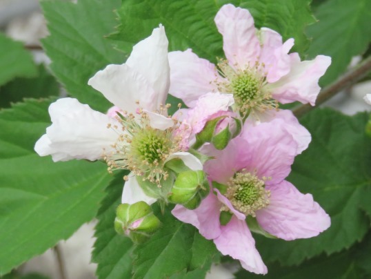 f:id:ushidama:20180520073317j:plain