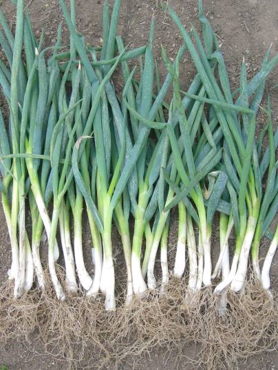 ネギの株分けと植付け Ushidama Farm ネギの株分けと植付け Ushidama Farm