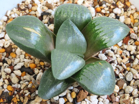 f:id:ushidama:20180623055931j:plain
