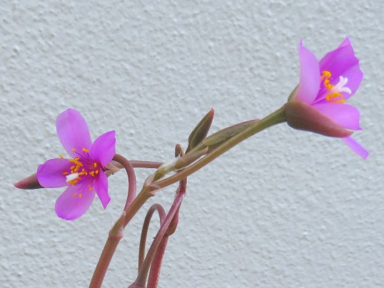 f:id:ushidama:20180626150918j:plain f:id:ushidama:20180626150918j:plain