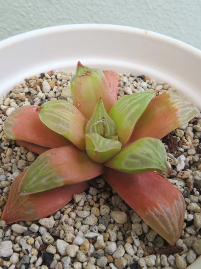 ハオルチア ムチカ - Ushidama Farm