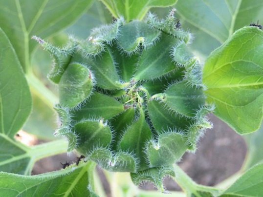 f:id:ushidama:20180722064651j:plain