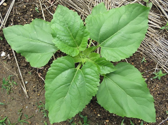 f:id:ushidama:20180722064803j:plain