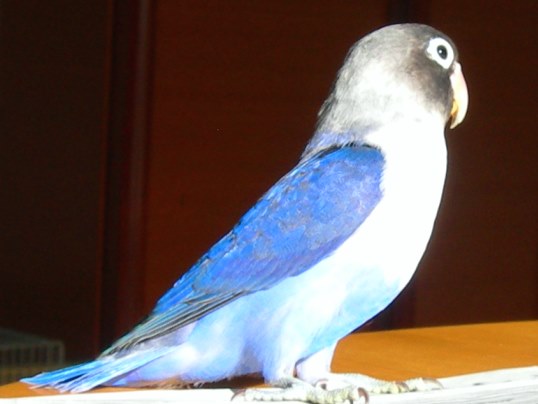 f:id:ushidama:20180722065200j:plain