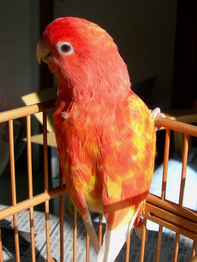 f:id:ushidama:20180722065249j:plain