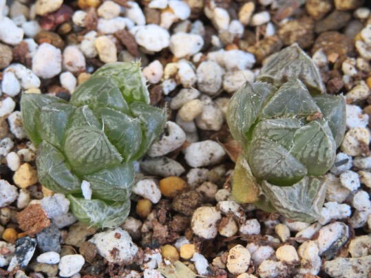 f:id:ushidama:20180903065121j:plain f:id:ushidama:20180903065121j:plain