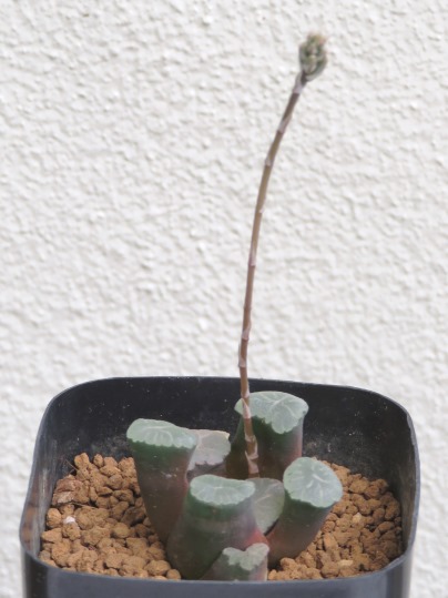 f:id:ushidama:20180908064815j:plain