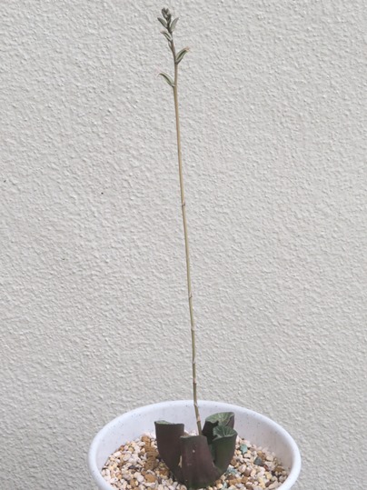 f:id:ushidama:20180908064827j:plain