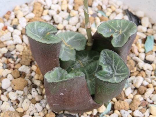 f:id:ushidama:20180908064842j:plain