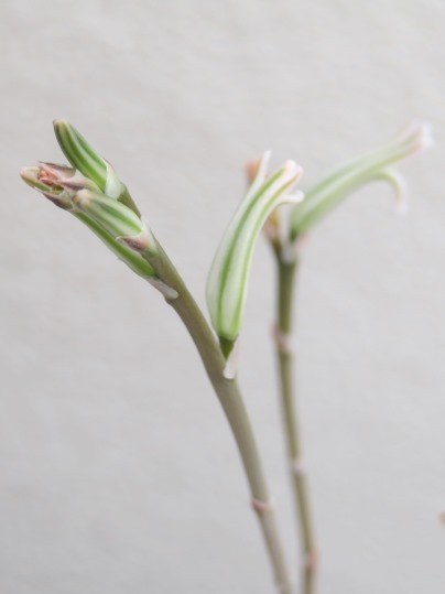 f:id:ushidama:20180908064913j:plain