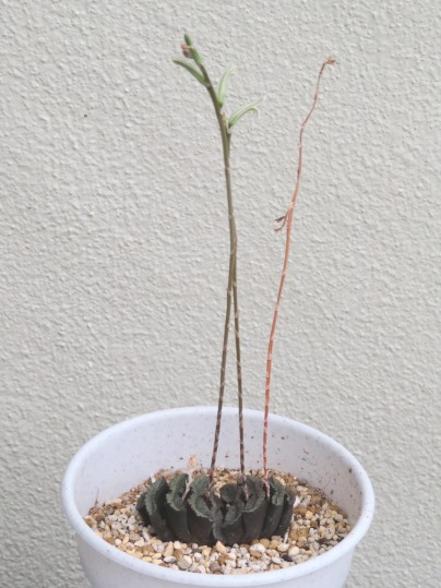 f:id:ushidama:20180908065026j:plain