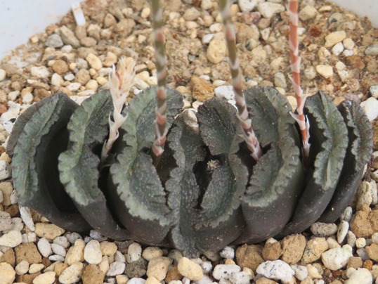 f:id:ushidama:20180908065042j:plain