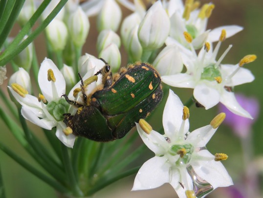 f:id:ushidama:20180917152116j:plain