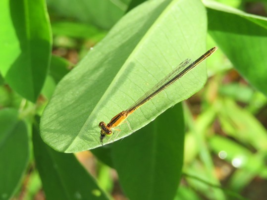 f:id:ushidama:20180917152239j:plain