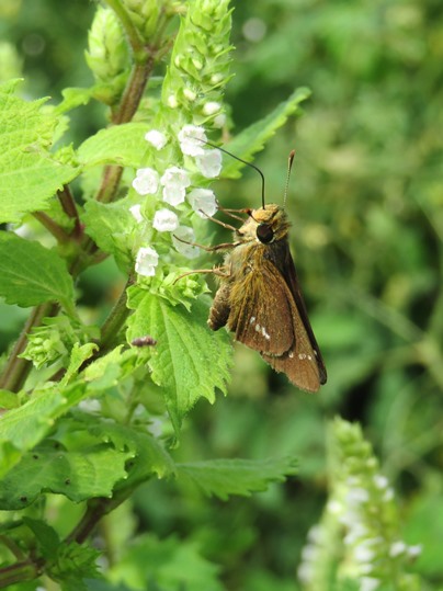 f:id:ushidama:20180917152530j:plain