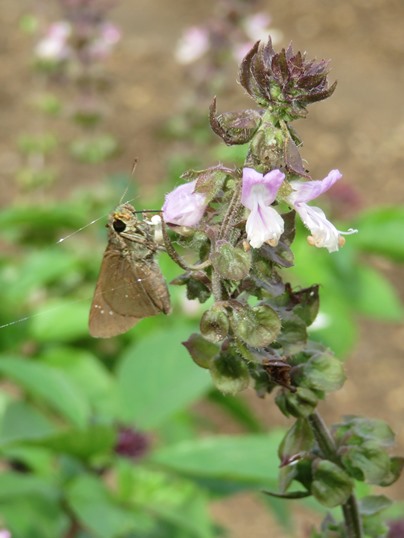 f:id:ushidama:20180917152545j:plain