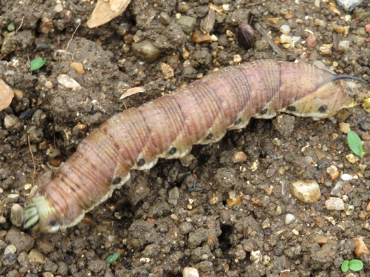 f:id:ushidama:20180917153135j:plain