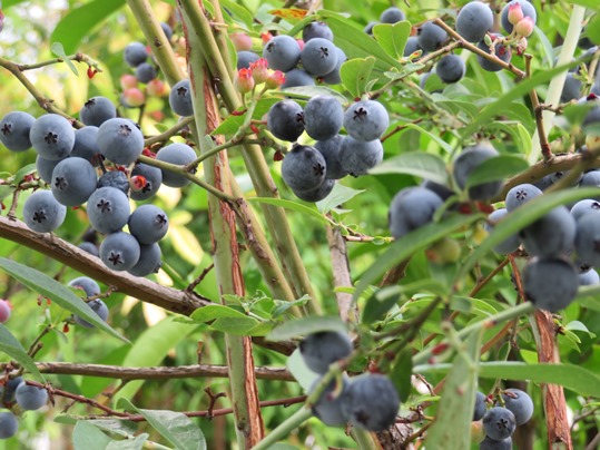 f:id:ushidama:20180919054037j:plain