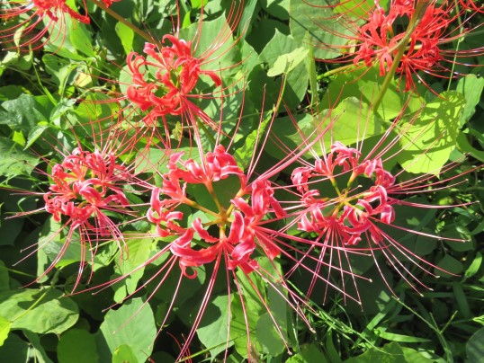 f:id:ushidama:20180921063910j:plain f:id:ushidama:20180921063910j:plain