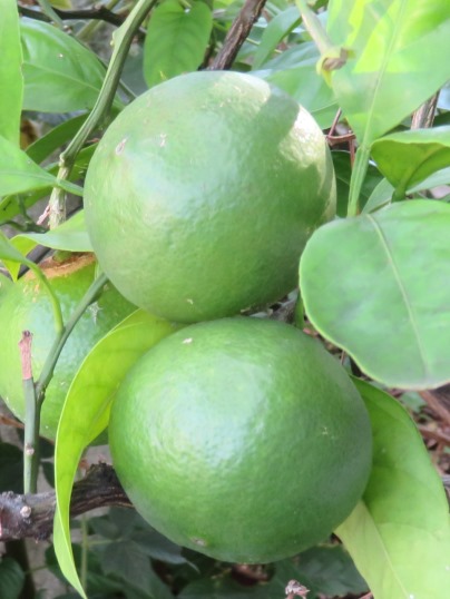 f:id:ushidama:20180923142037j:plain f:id:ushidama:20180923142037j:plain