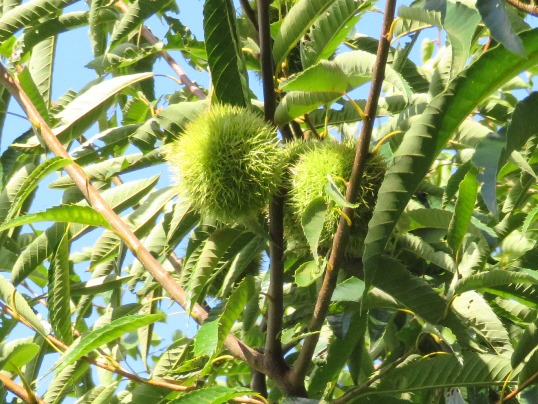 f:id:ushidama:20180923142402j:plain f:id:ushidama:20180923142402j:plain