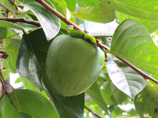 f:id:ushidama:20180923142514j:plain f:id:ushidama:20180923142514j:plain