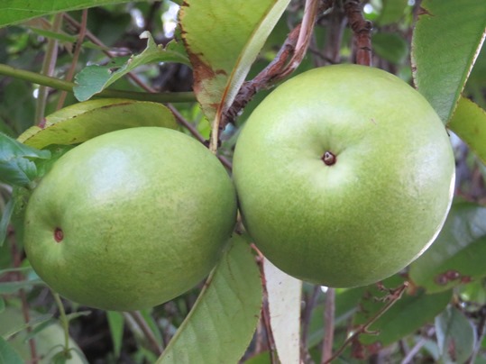 f:id:ushidama:20180923142645j:plain f:id:ushidama:20180923142645j:plain