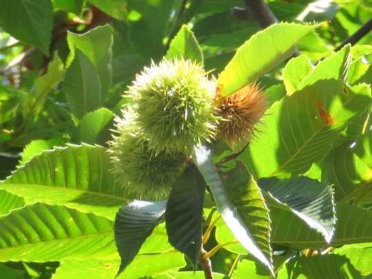 f:id:ushidama:20180923143359j:plain f:id:ushidama:20180923143359j:plain