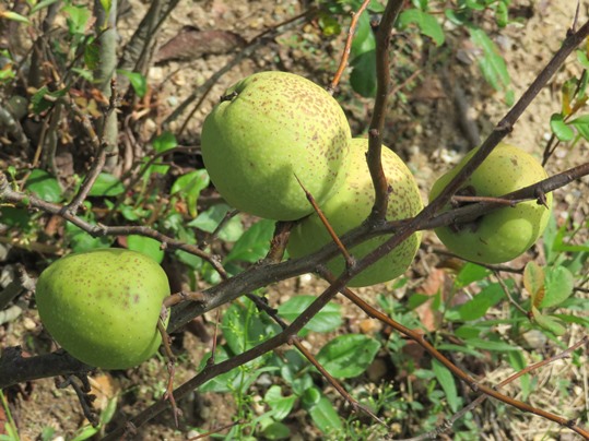 f:id:ushidama:20180923143727j:plain f:id:ushidama:20180923143727j:plain