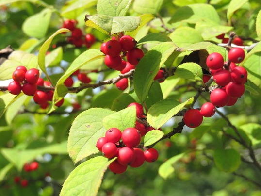 f:id:ushidama:20180923143909j:plain f:id:ushidama:20180923143909j:plain